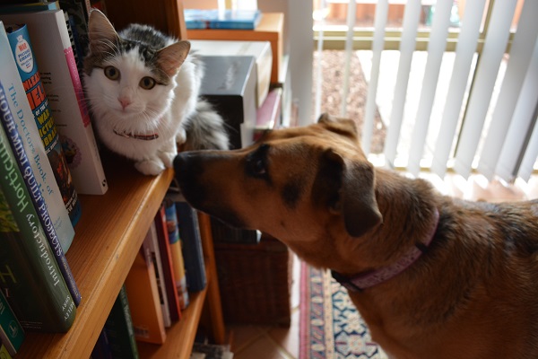 Cat and Dog on the Bookshelf
