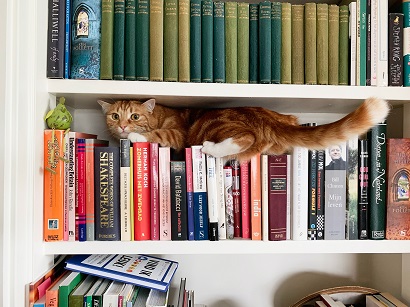 Cat on the Bookshelf
