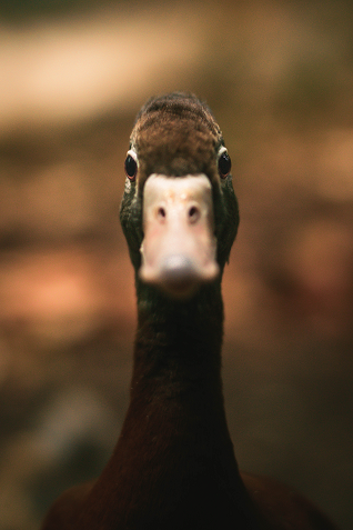 Confused Duck